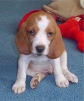 baglehound miller