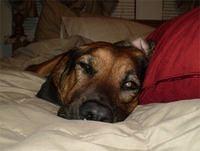 baglehound morris