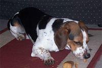baglehound the