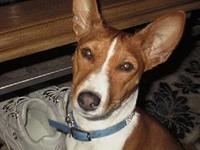 basenjis