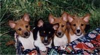 basenji gilcrest2