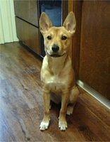 basenji hoffman