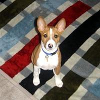 basenji saenz