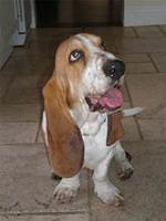 bassethounds