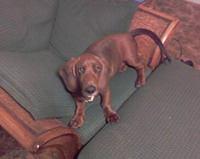 bassethound hamm