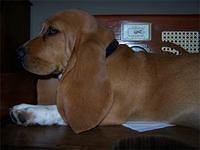 bassethound marilyn