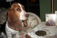 bassethound tipton