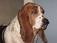 bassethound vose