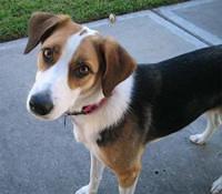 beagleharriers