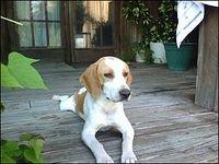 beagleharrier jamie