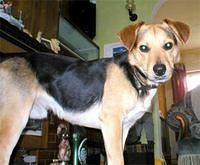 beagleharrier perry