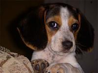 beagles