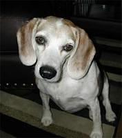 beagle coulson