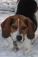 beagle dimetro