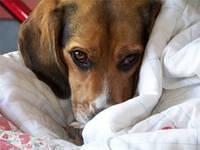 beagle gregorich