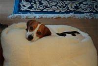 beagle machnacki