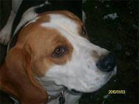 beagle nikolic