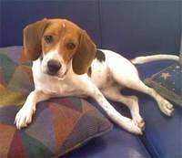 beagle ramirez