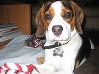 beagliers