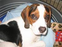 beaglier dimeo3