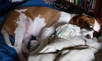 beaglier moraga