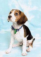 beaglier randall