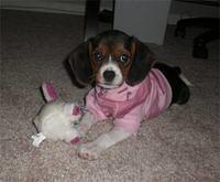 beaglier strell