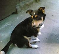 beaglier tse