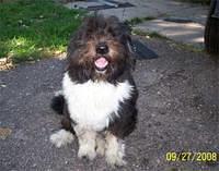 beardedcollies