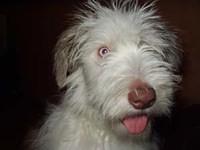 beardedcollie eddie
