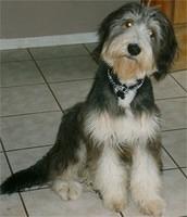 beardedcollie gustafson