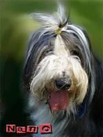 beardedcollie nano