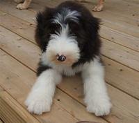 beardedcollie white
