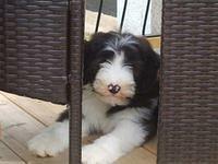 beardedcollie white2