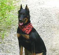 beaucerons
