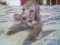 bedlingtonterriers