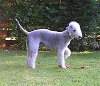 bedlingtonterrier edwards