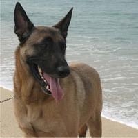 belgianmalinois