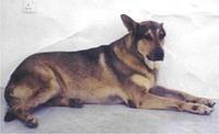 belgianmalinois fatma