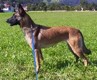 belgianmalinois fennella