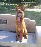 belgianmalinois johnson