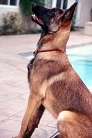 belgianmalinois reiter