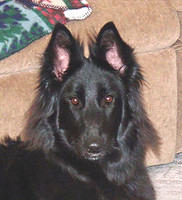 belgiansheepdog brandl
