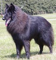 belgiansheepdog denby