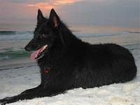 belgiansheepdog griffin