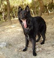 belgiansheepdog nick