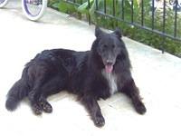 belgiansheepdog noltsis