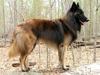 belgiantervuren p001