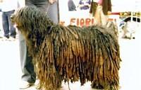 bergamasco zucchetti