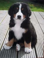 bernesemountaindog beattie